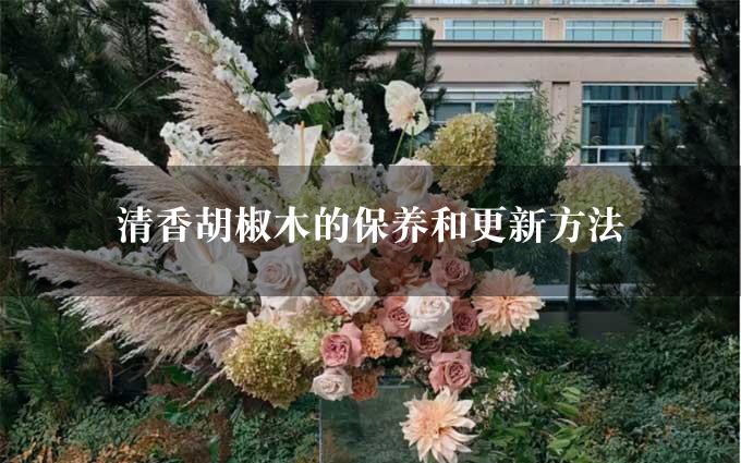 清香胡椒木的保养和更新方法