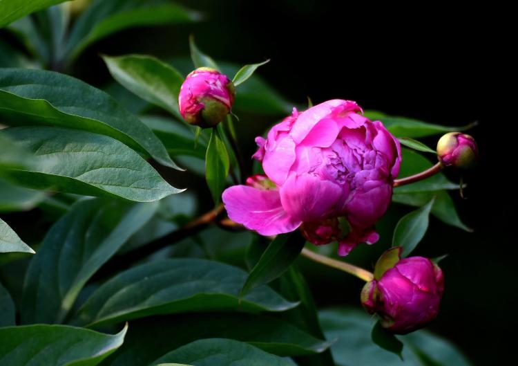 两个名花一起养，解决你的养花困惑！家里养牡丹必须养芍药。