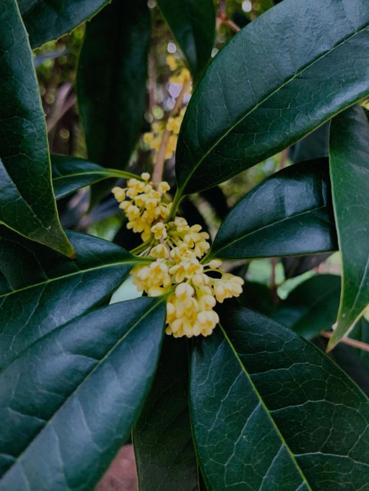 桂花茶的6种制作方法，品味不同的风味