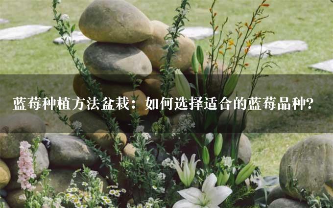 蓝莓种植方法盆栽：如何选择适合的蓝莓品种？