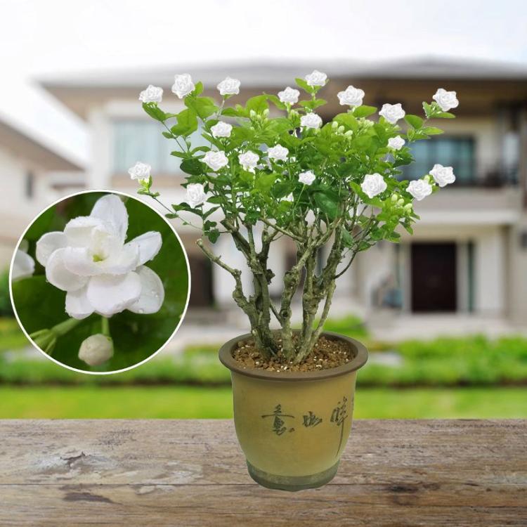 春夏秋冬，茉莉花开花季节盘点