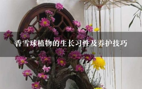 香雪球植物的生长习性及养护技巧