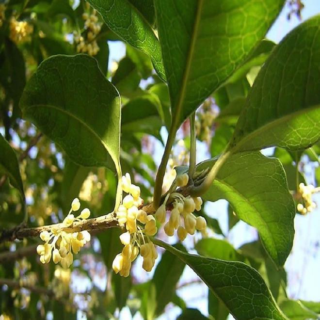 选购【四季桂花树盆栽】的小技巧，避免掉坑