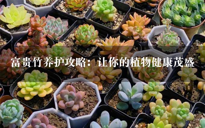 富贵竹养护攻略：让你的植物健康茂盛