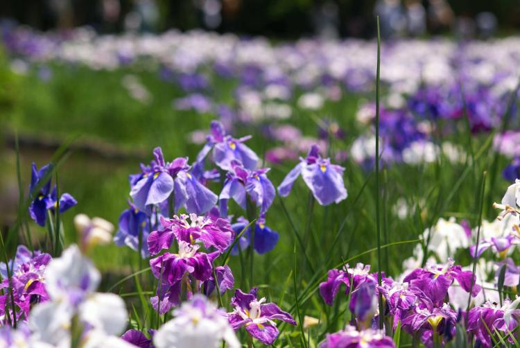 芳草萋萋，花园里的一抹清新——赏花菖蒲河公园