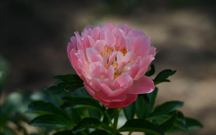 【从发芽到盛花】芍药花整个生长过程详解