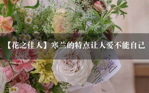 【花之佳人】寒兰的特点让人爱不能自已