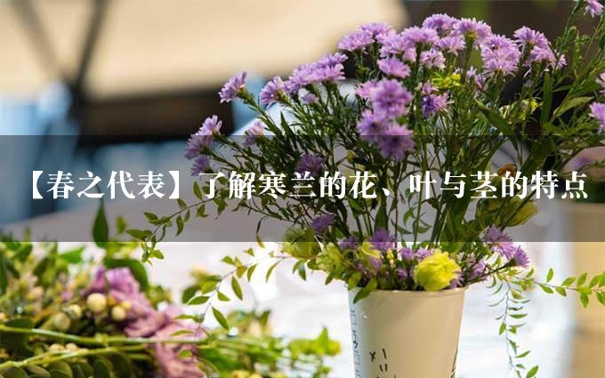 【春之代表】了解寒兰的花、叶与茎的特点