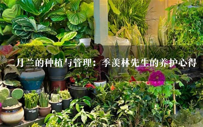 二月兰的种植与管理：季羡林先生的养护心得