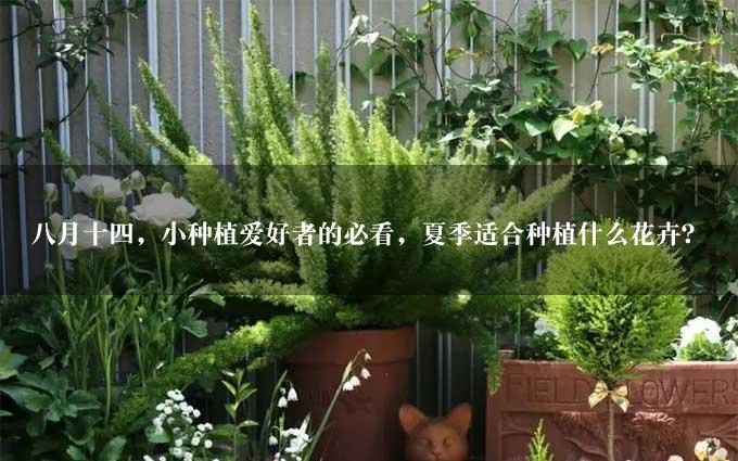 八月十四，小种植爱好者的必看，夏季适合种植什么花卉？