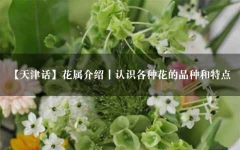 【天津话】花属介绍丨认识各种花的品种和特点