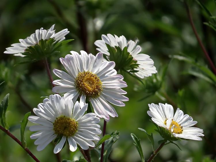 【植物百科】翠菊的外形特征解析