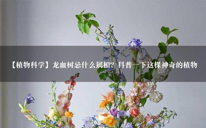 【植物科学】龙血树忌什么属相？科普一下这棵神奇的植物