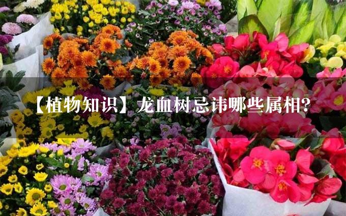 【植物知识】龙血树忌讳哪些属相？