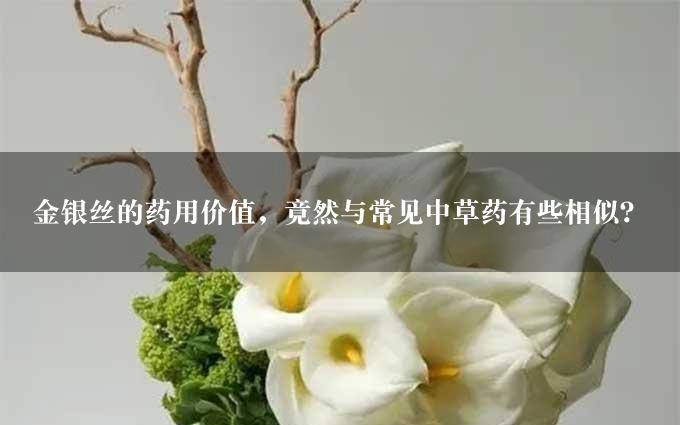 金银丝的药用价值，竟然与常见中草药有些相似？