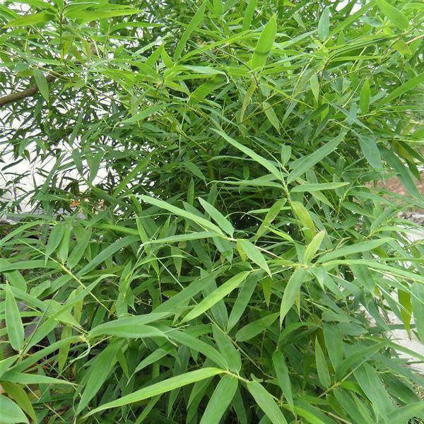 竹子与健康的关系：为何要规避竹子在家中种植