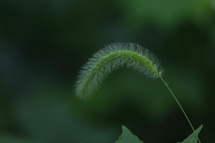 狗尾巴草的花语：多样的意味与含义