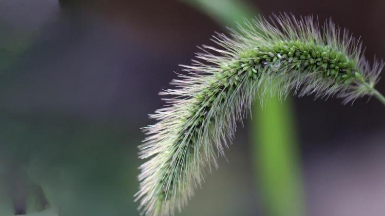 狗尾巴草的蕴含：探寻一种意蕴丰富的植物