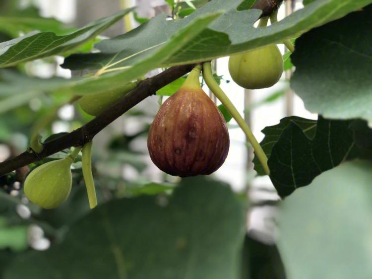 幸福的节奏：享受食物之美：如何剥好无花果