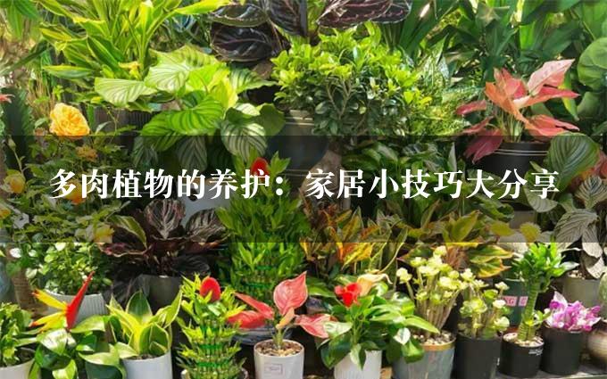 多肉植物的养护：家居小技巧大分享