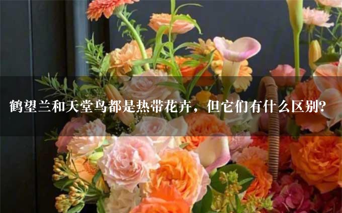 鹤望兰和天堂鸟都是热带花卉，但它们有什么区别？