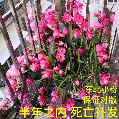 令箭荷花开花时间、几年开花？这些问题你了解吗？