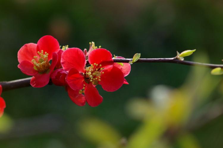 【贴梗海棠】开花缘起与花期预测