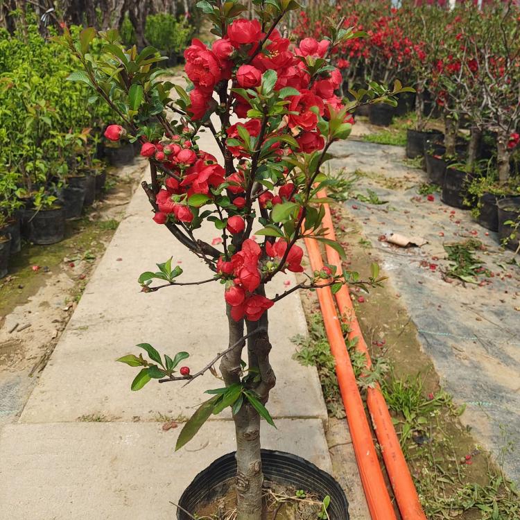 春日赏花好去处！来一场贴梗海棠花海游