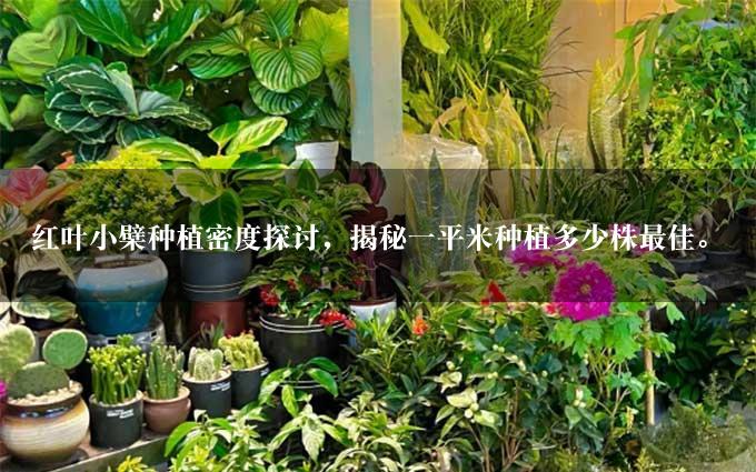 红叶小檗种植密度探讨，揭秘一平米种植多少株最佳。