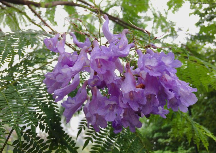 蓝花楹盆景：从栽培到繁殖