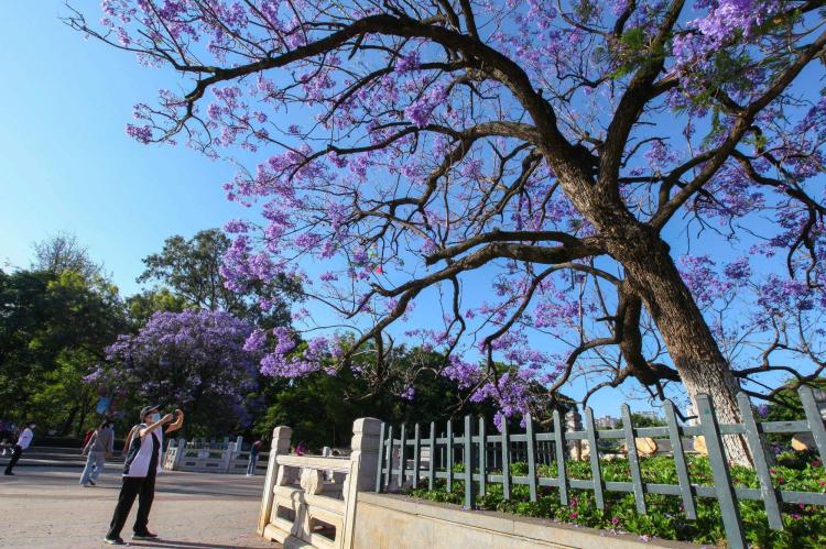 蓝花楹盆景：如何正确修剪它们？