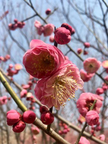 梅花之美，展现的是一种高雅、自由的精神境界