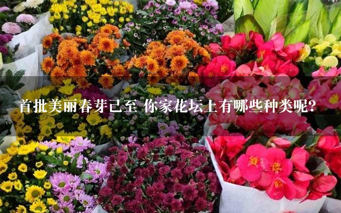 首批美丽春芽已至 你家花坛上有哪些种类呢？