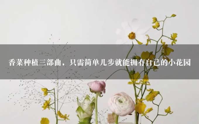 香菜种植三部曲，只需简单几步就能拥有自己的小花园