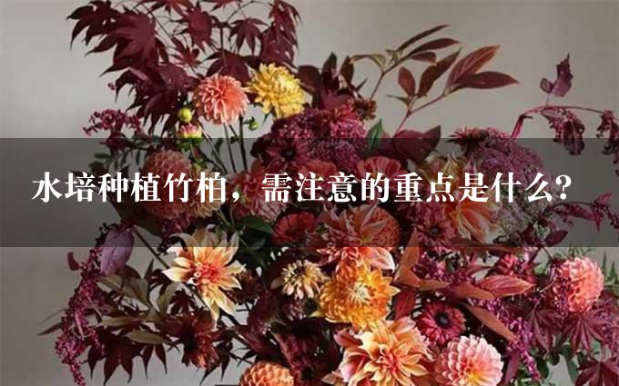 水培种植竹柏，需注意的重点是什么？