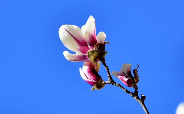 郑州市花“向阳红玉兰”，细数它的美丽与魅力