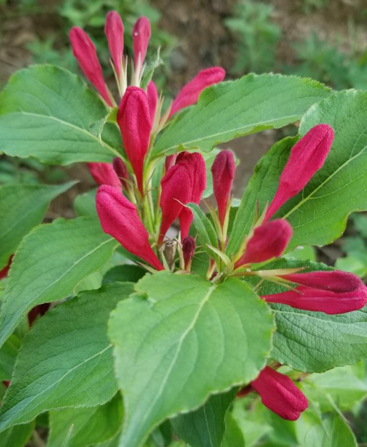 深度解析锦带花生长期和花期规律