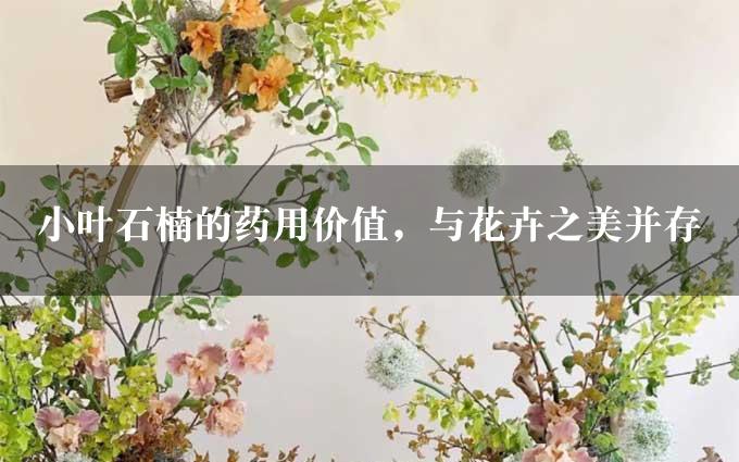 小叶石楠的药用价值，与花卉之美并存