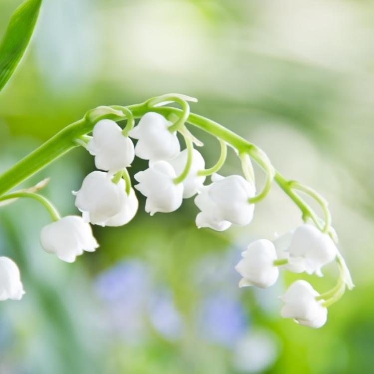 铃兰花期解析：如何欣赏这一美丽花卉的最佳时机？