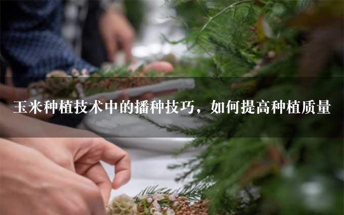 玉米种植技术中的播种技巧，如何提高种植质量