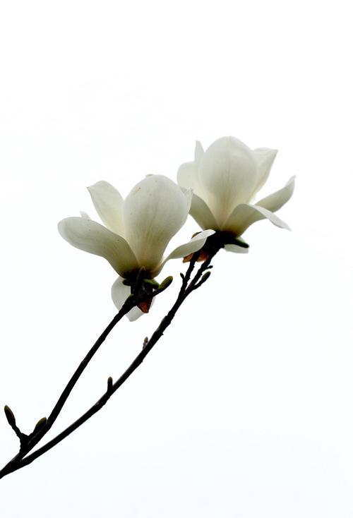 【花开南国】广玉兰开花绝美，几月份能看到？