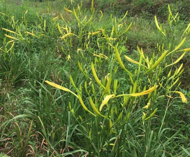 黄花菜与萱草，有什么区别和联系？