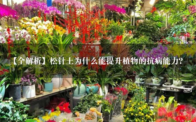 【全解析】松针土为什么能提升植物的抗病能力？