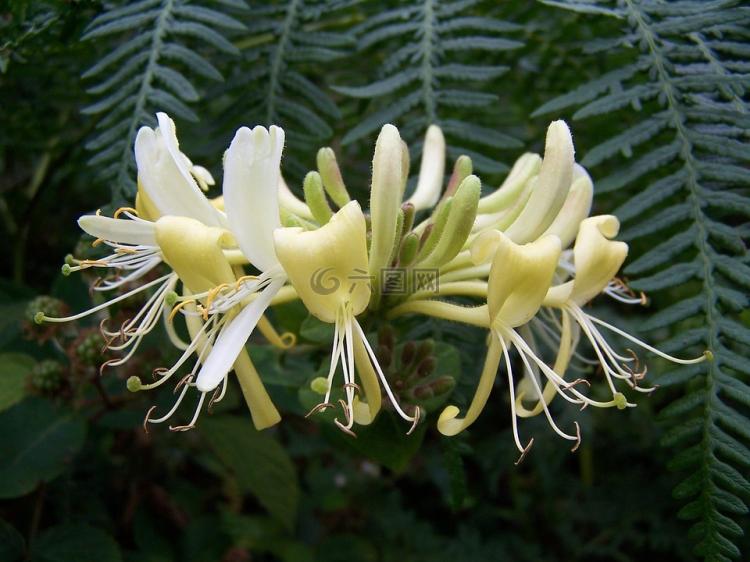 树型金银花苗的精油制作方法及用途：它不止是一种观赏植物