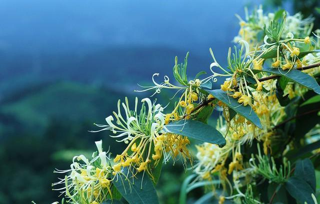 树型金银花苗育苗技巧：从选种到移植的全过程