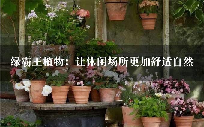 绿霸王植物：让休闲场所更加舒适自然