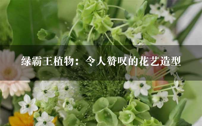 绿霸王植物：令人赞叹的花艺造型