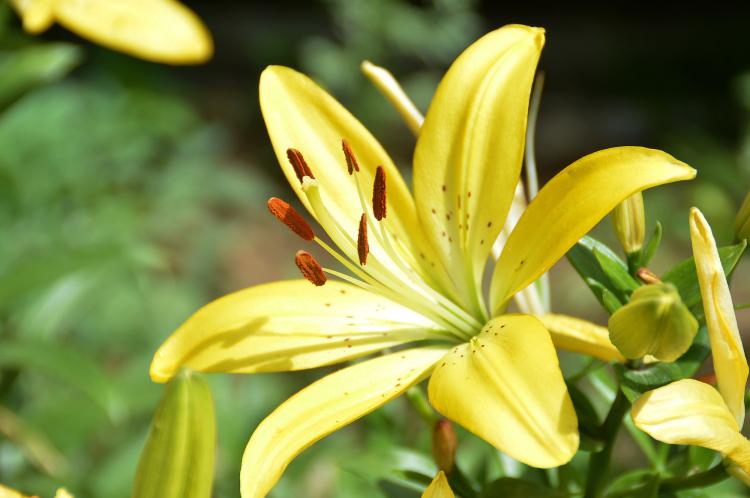 一步步教您百合种球种植方法