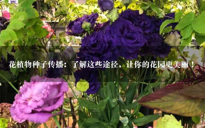 花植物种子传播：了解这些途径，让你的花园更美丽！