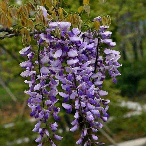 紫藤花日本游记：探寻日本著名紫藤花园